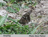 Grayling